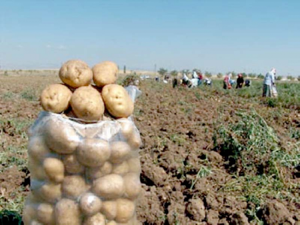 Patates Üzerinde Oyunlar Mı Oynanıyor?