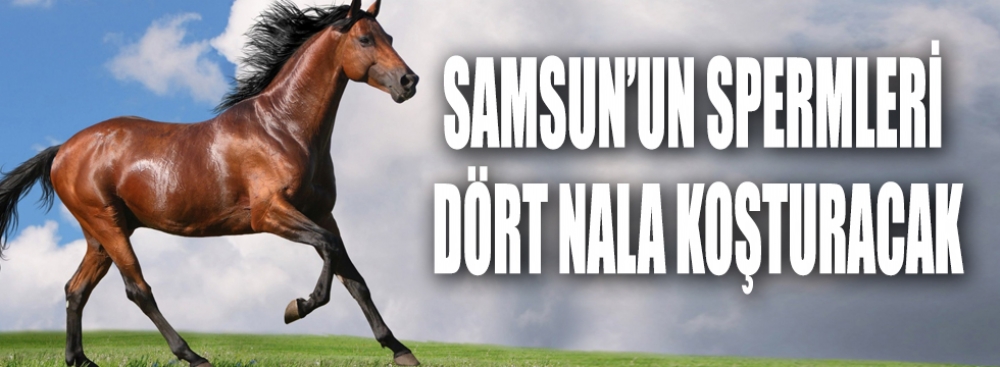 Samsun Dan Yaris Atlarina Sperm Guncel