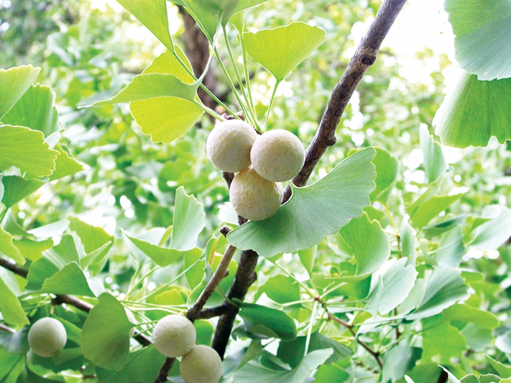 Unutkanlık Artık Sorun Olmayacak!  Çin’den Gelen Sır: Ginkgo Biloba Çayı