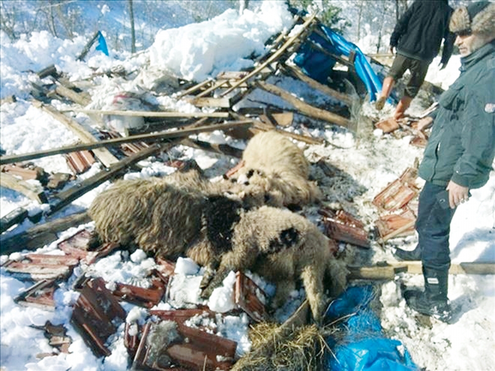 Ahır Çöktü, 15 Hayvan Telef Oldu