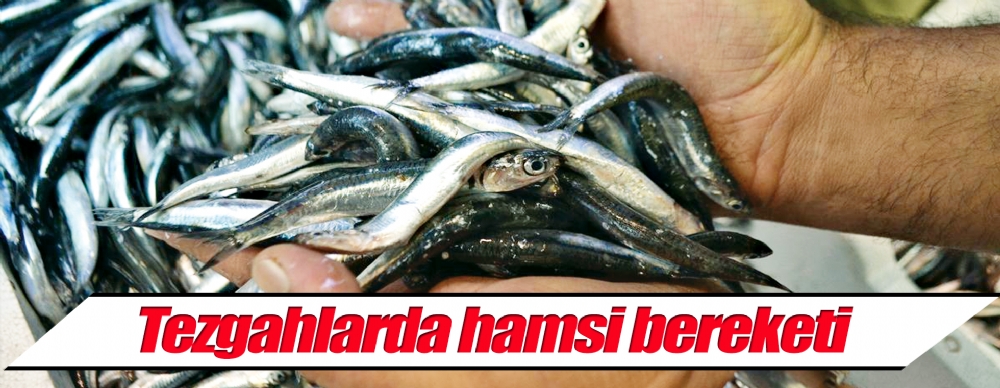 Tezgahlarda Hamsi Bereketi