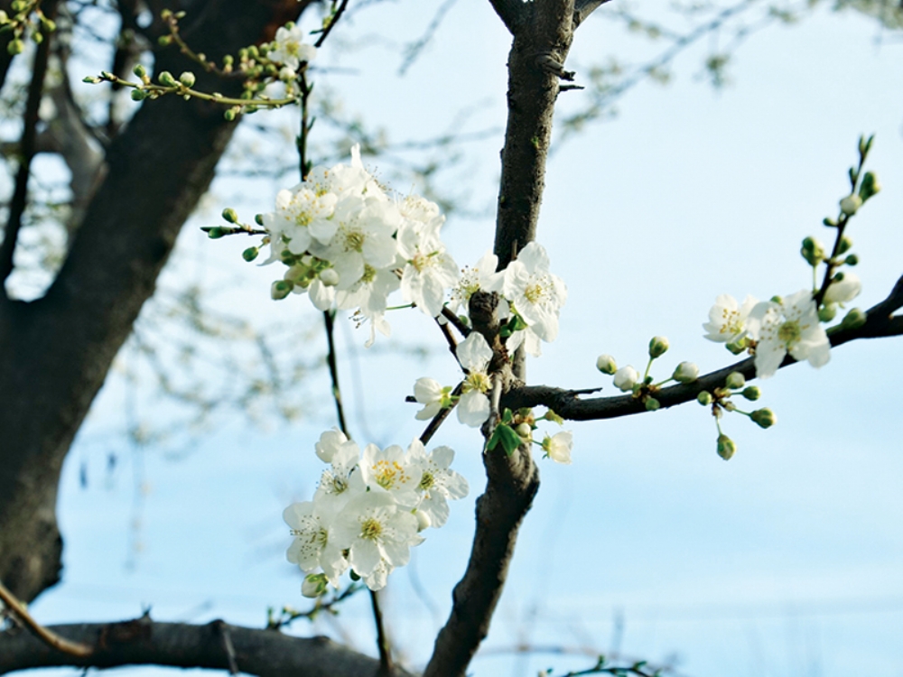 Meyveler Kış Ortasında Çiçek Açtı