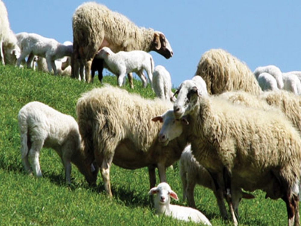 Küçükbaş Hayvancılık Sektörü Büyüyor