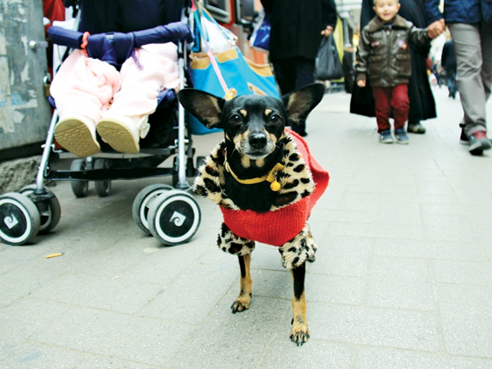Minyatur Doberman Giydigi Elbise Ile Ilgi Odagi Oldu Guncel