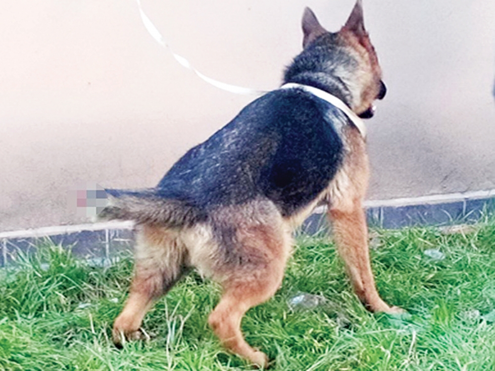 İnsan Bunu Yapar Mı?