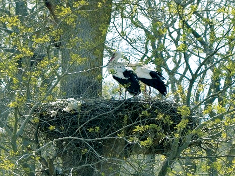 Leylek Ormanı'na Ziyaretçi Akını