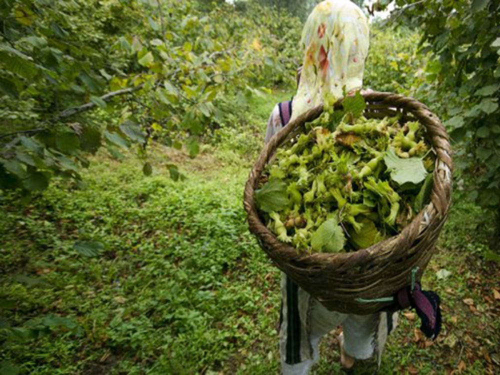 Fındık Ihracatçılarında Çin Sevinci