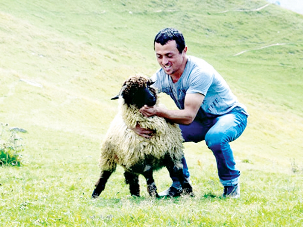 Yaylalardaki Kurbanlıklar Kurban Pazarına Inmeye Hazırlanıyor