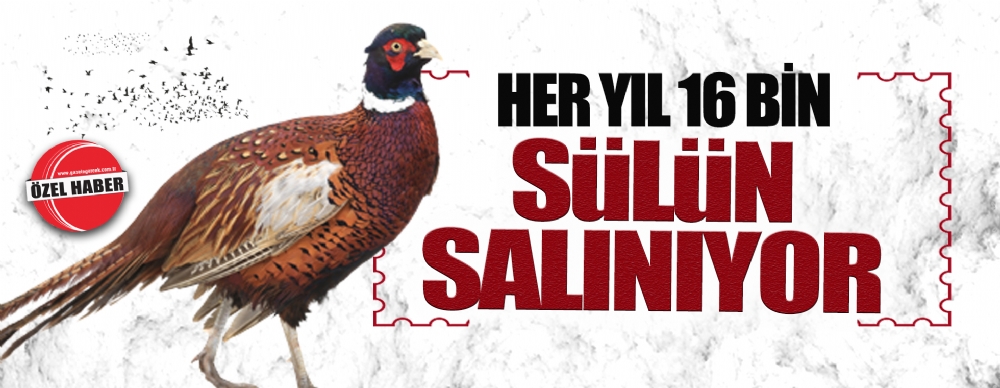 Her Yıl 16 Bin  Sülün Salınıyor