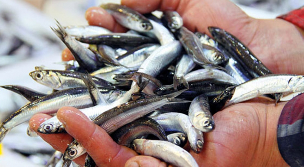 Samsun'da Balık Fiyatları