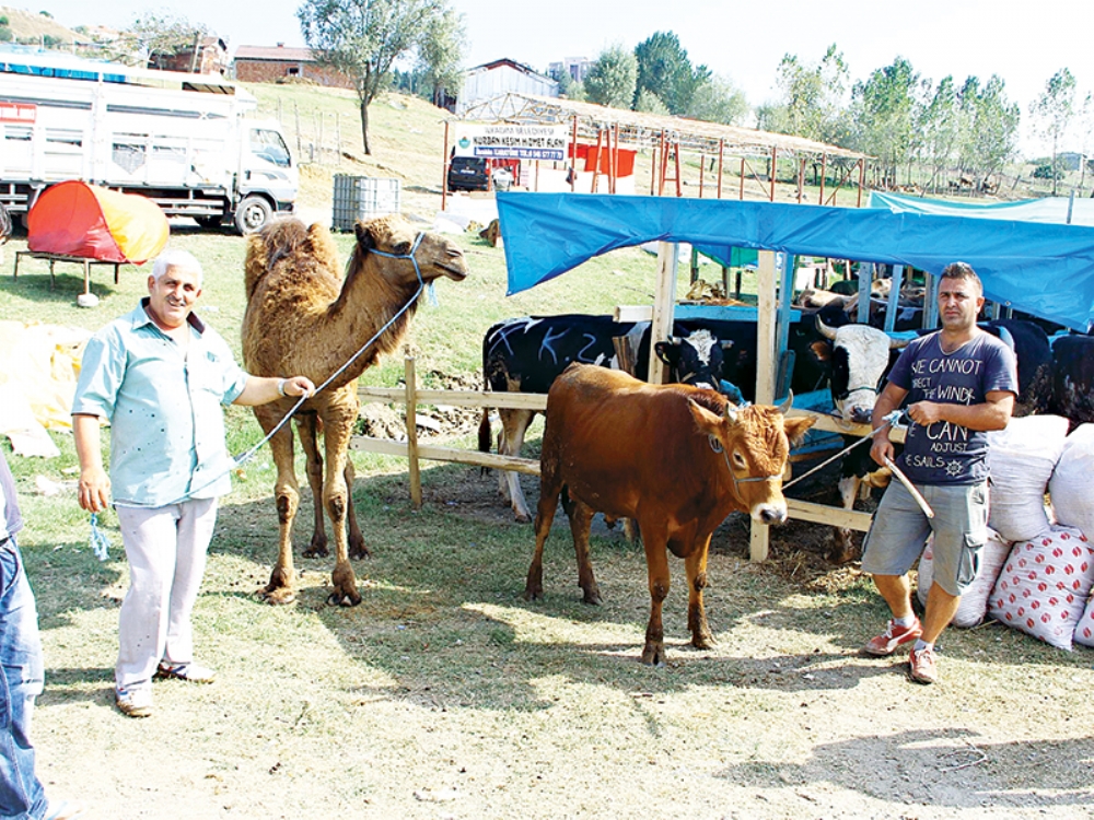Deveyi Alana Tosun Bedava