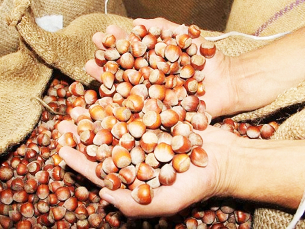 Fındık Fiyatları Güven Vermiyor