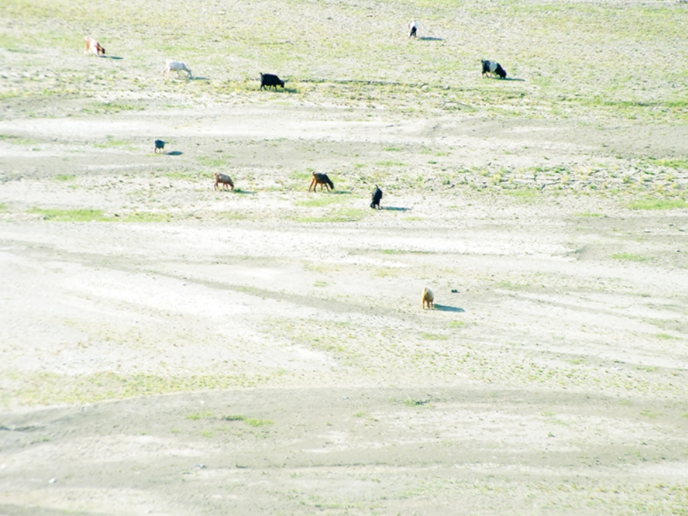 Balık Yok Keçi Var!