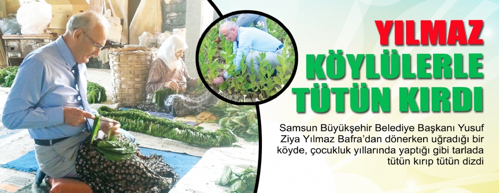 Yılmaz Köylülerle Tütün Kırdı