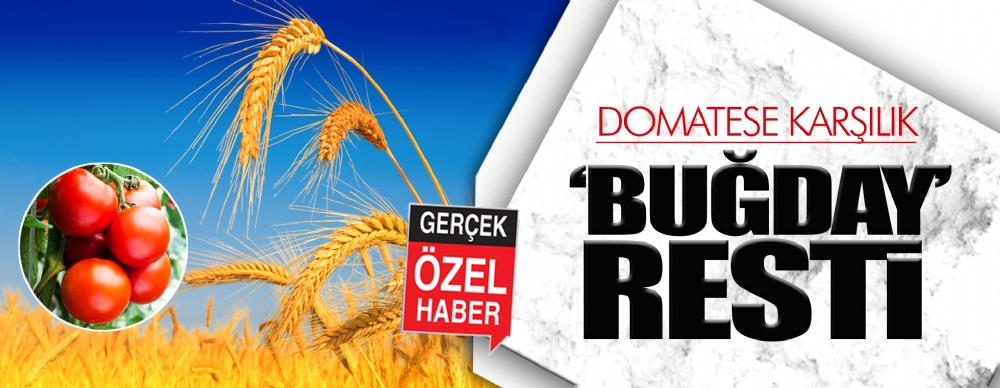 Domatese Karşılık 'buğday' Resti