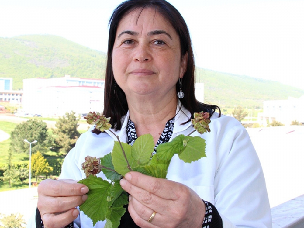 Kozalak Akarı Uyarı!