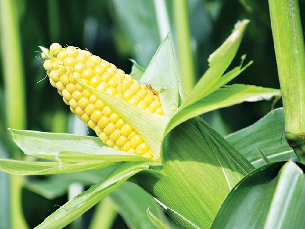 Sene Sonuna Kadar Vergisiz Olacak