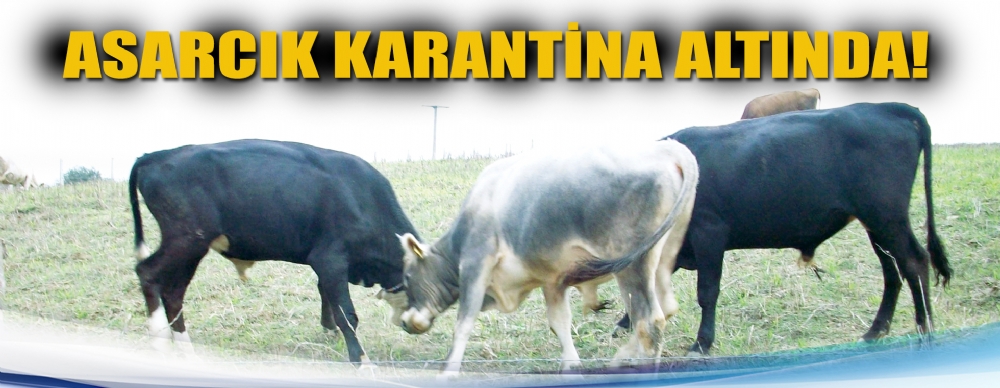 Asarcık Karantina Altında