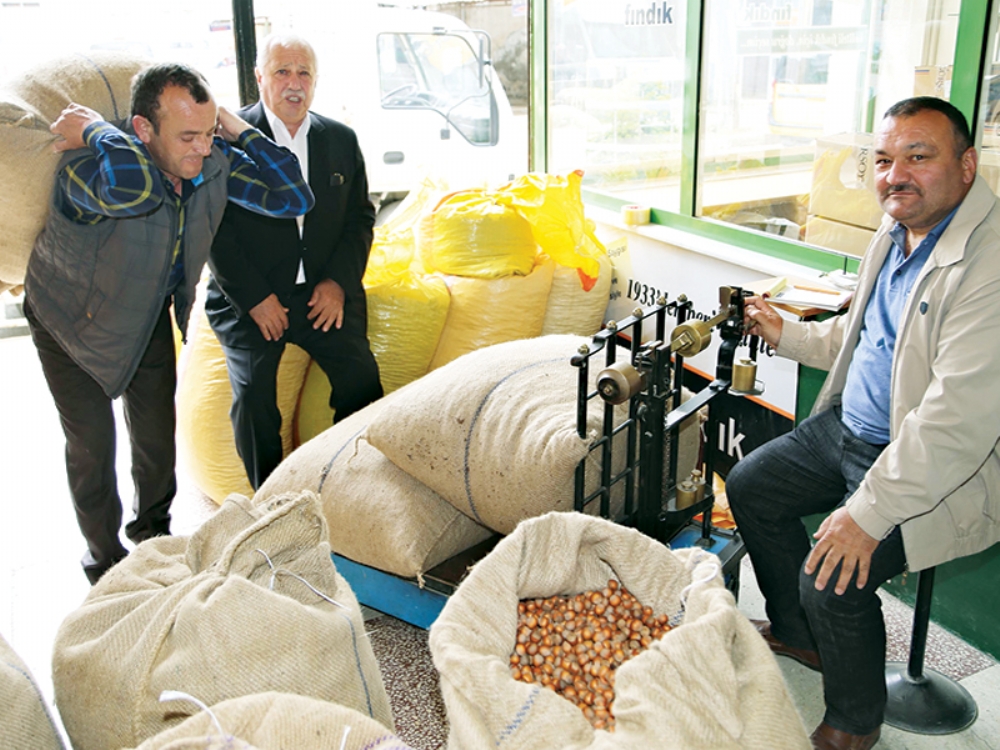 Tmo Üreticiden  400 Ton Fındık Aldı