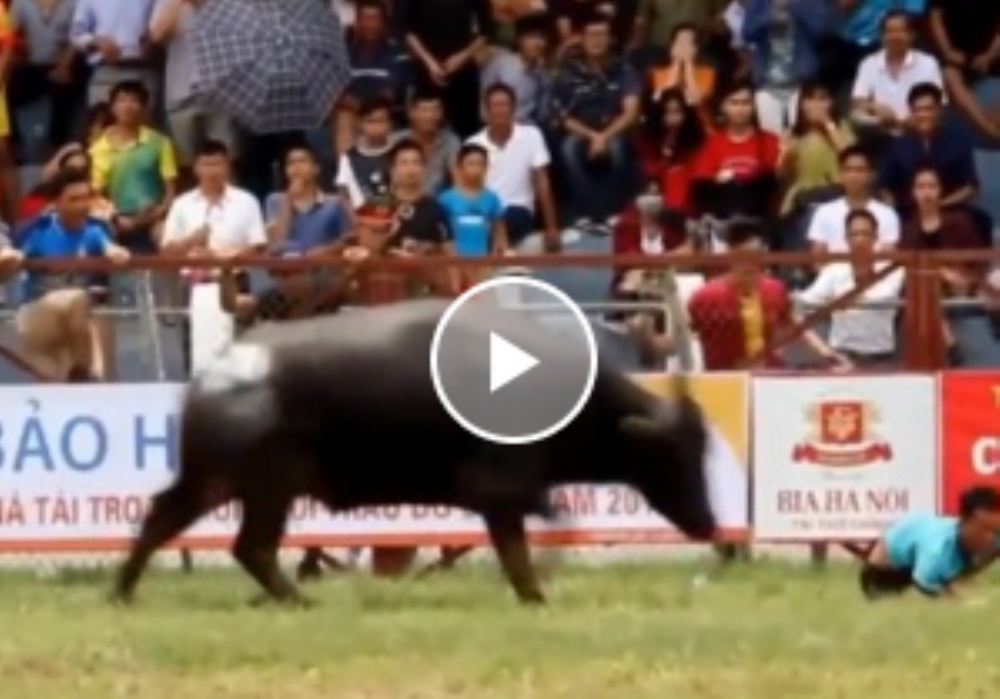 Öfkeli Boğa Sahibini Öldürdü