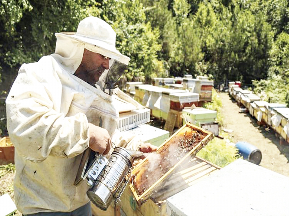 Kestane Balı Üreticinin Yüzünü Güldürdü