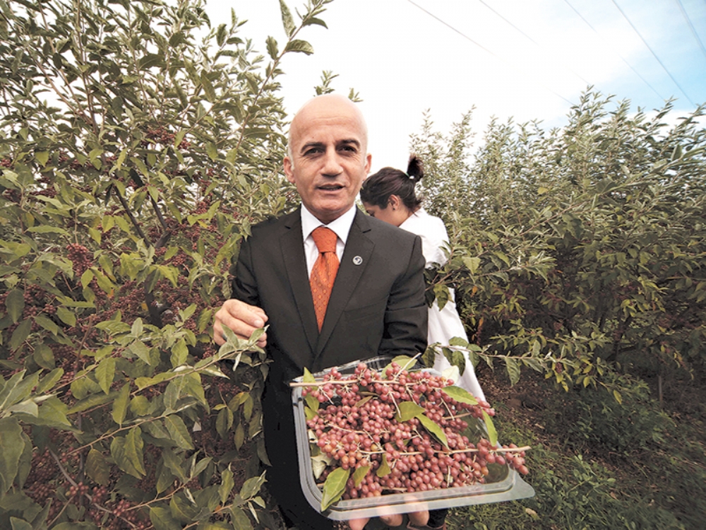 Eski Çağların Kutsal Zeytini Türkiye'nin Her Bölgesinde Yetiştirilecek