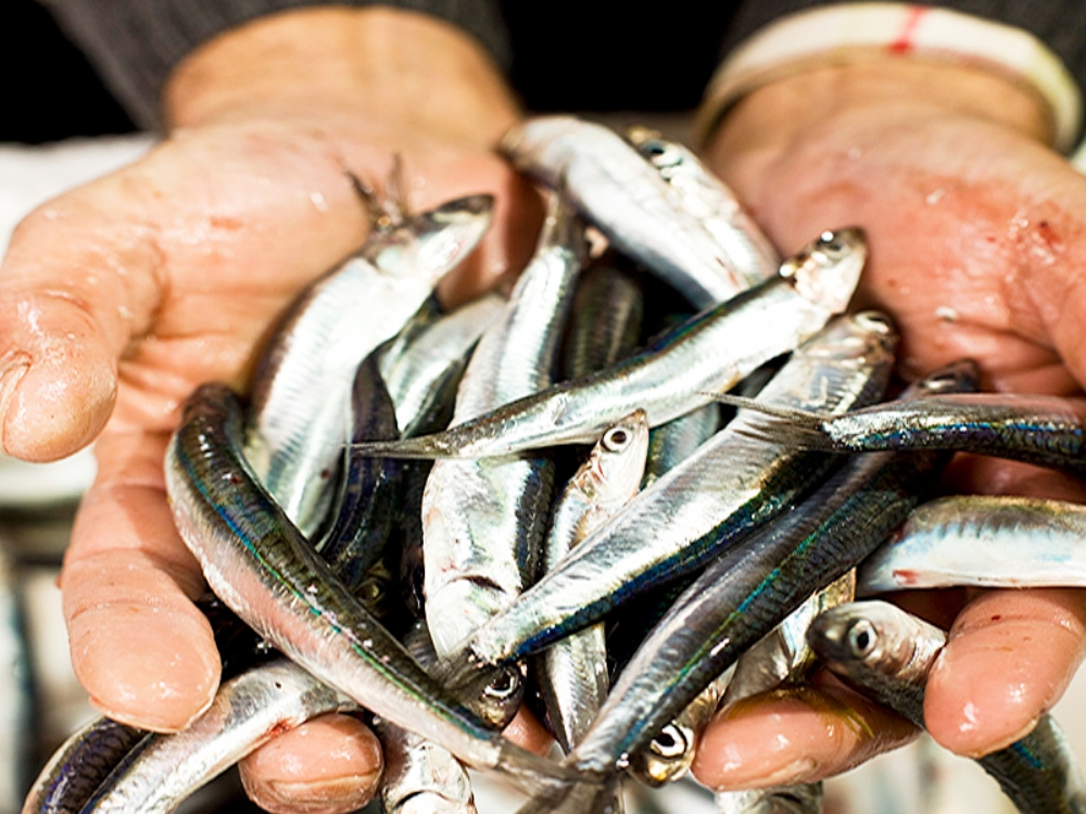 Hamsi ıhracatı Hız Kesmiyor