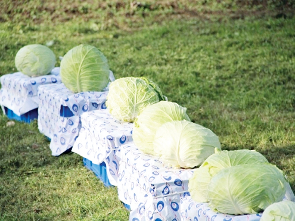 80 Milli Yeni Lahana Çeşidi Geliştirildi