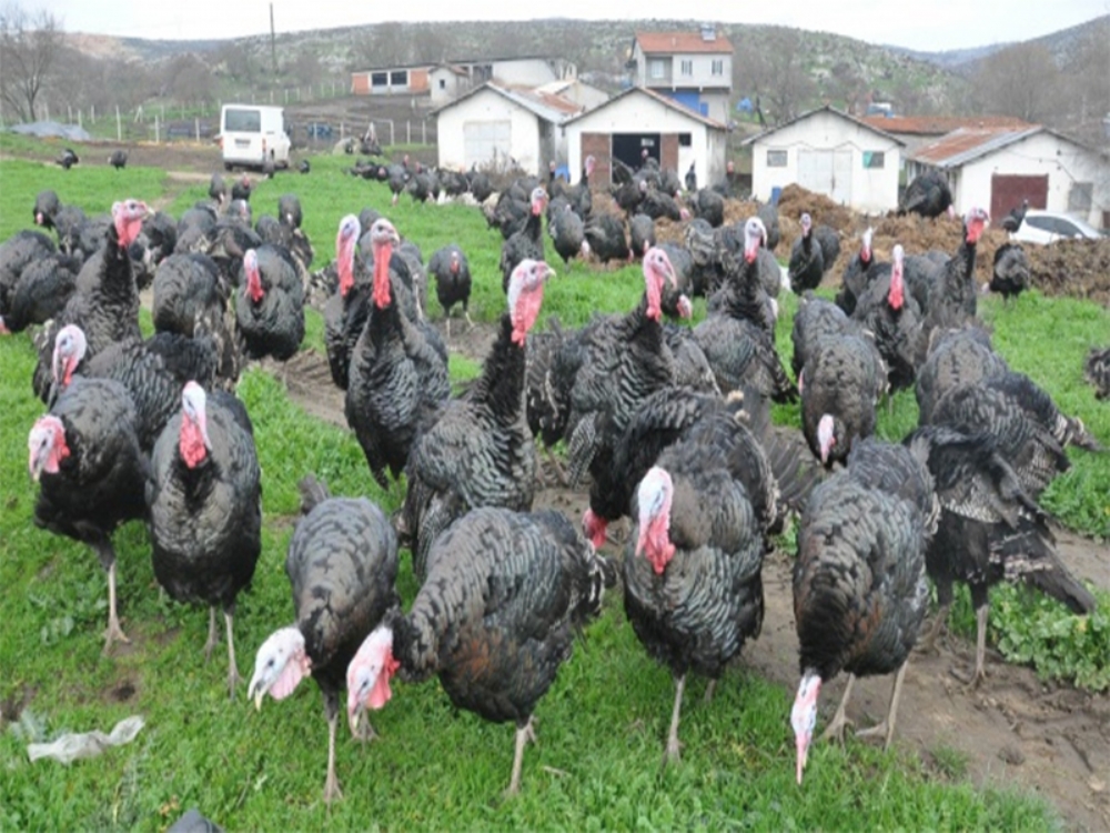 Bu Köy Yılbaşını ıple Çekiyor