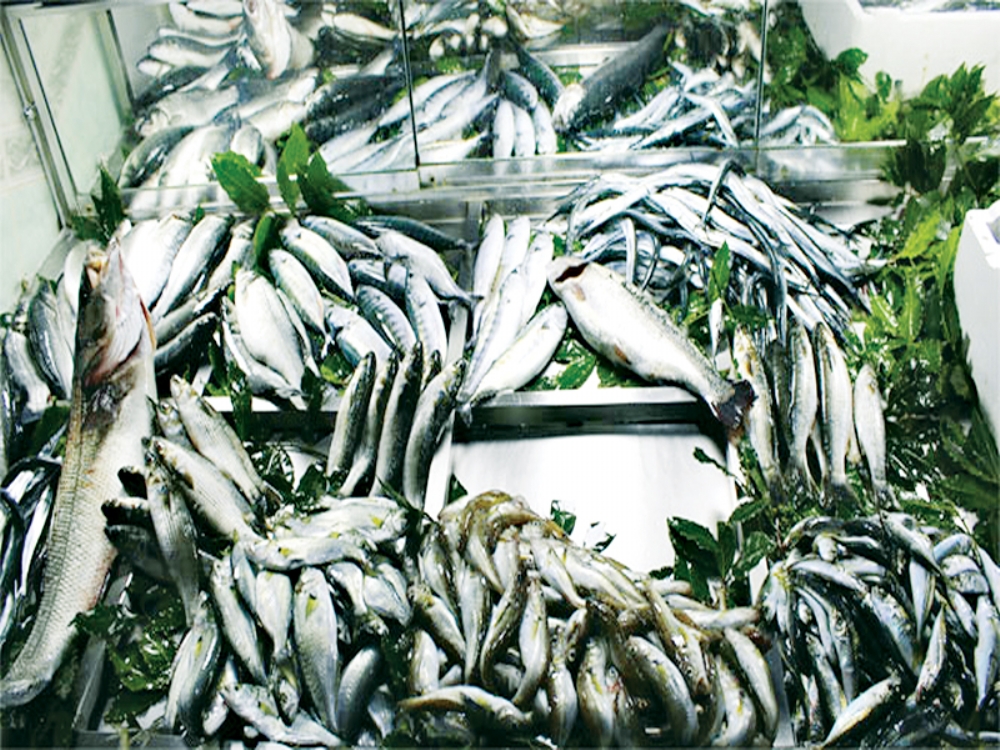 Balık Fiyatları Yükselişini Sürdürdü