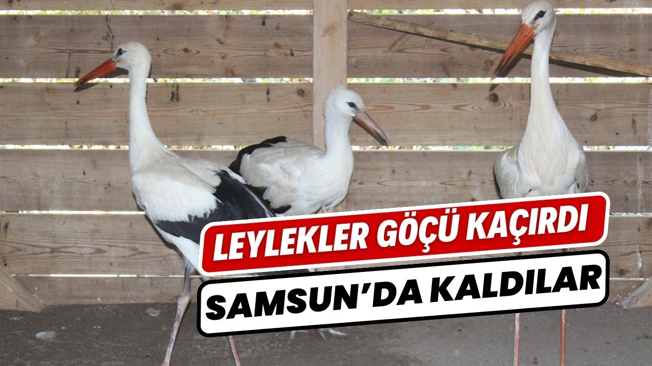 Göç edemeyen leylekler kışı Samsun’da geçirecek