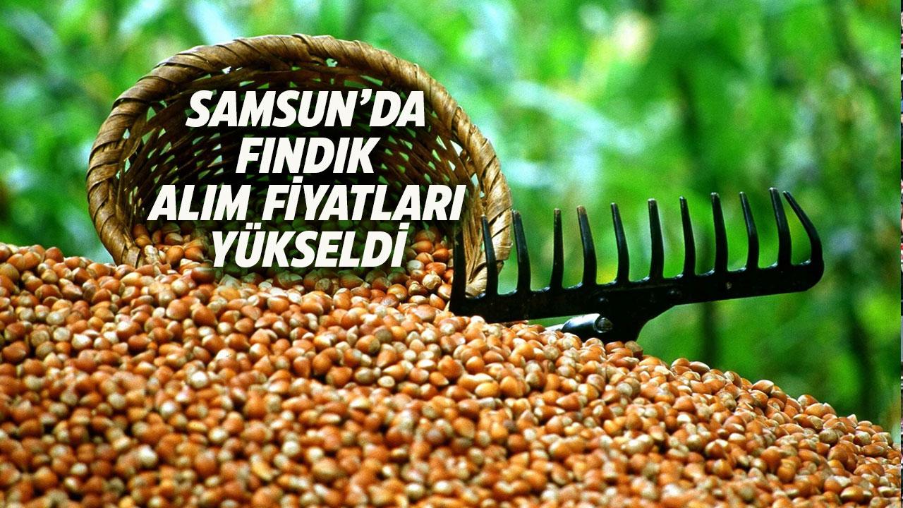 Samsun'da fındık alım fiyatları yükseldi