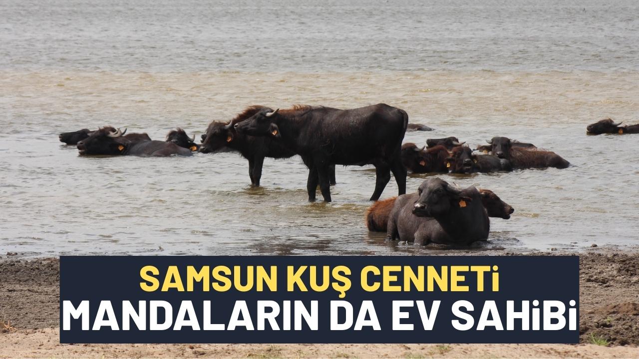 Samsun Kızılırmak Deltası Kuş Cenneti önemli bir manda varlığını barındırıyor