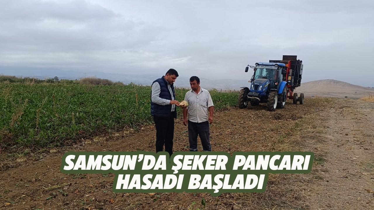 Samsun'da şeker pancarı hasadı başladı