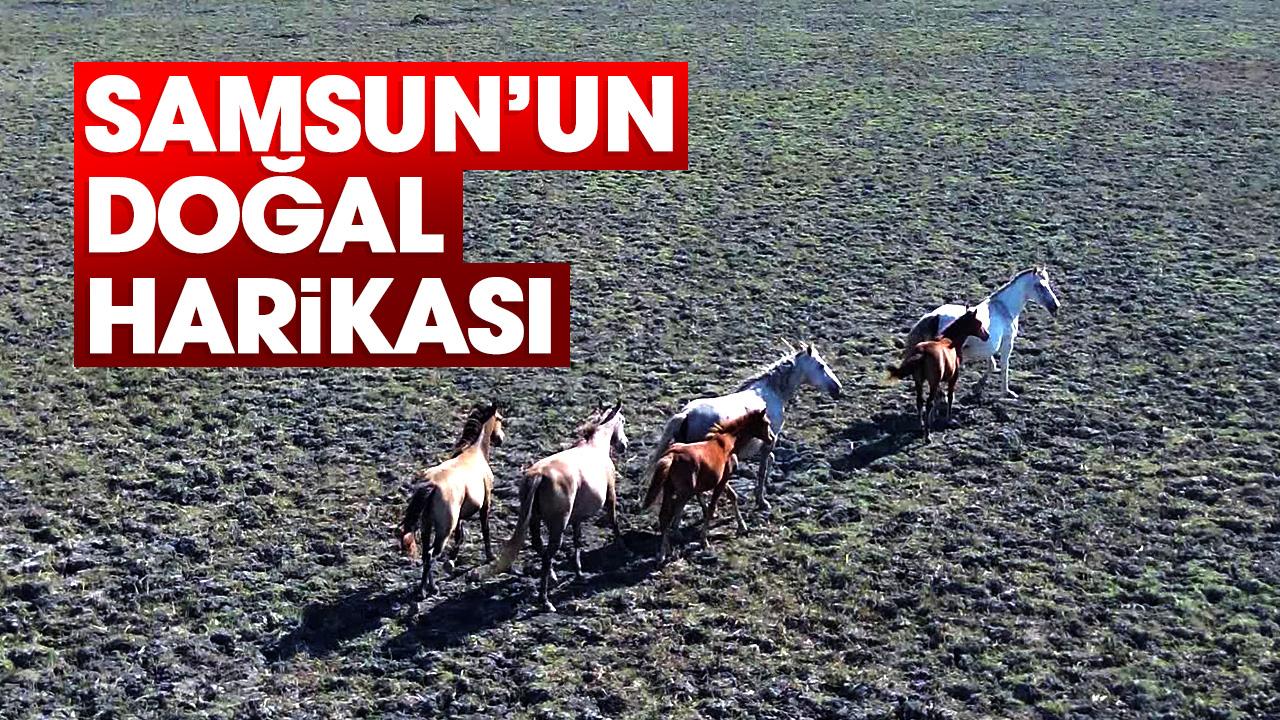 Samsun'da Kızılırmak Deltası Kuş Cenneti'nde kaç yılkı atı var?