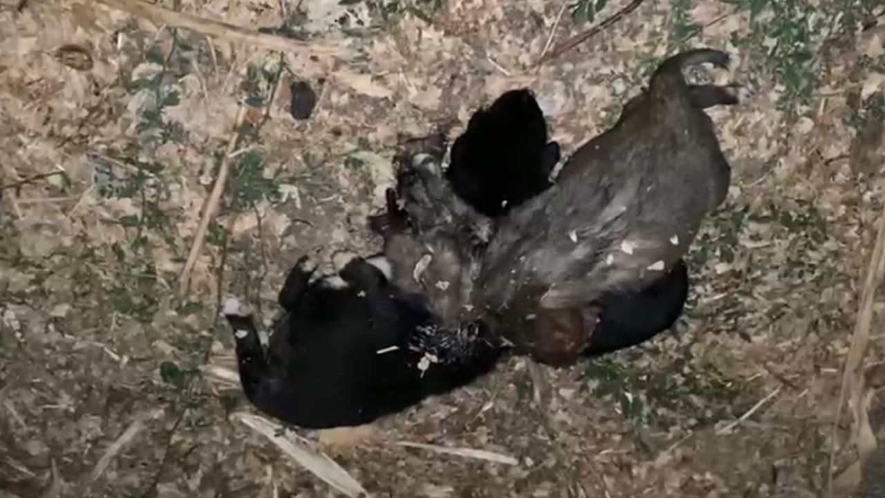 Bahçede iple boğulmuş 3 yavru köpek bulundu