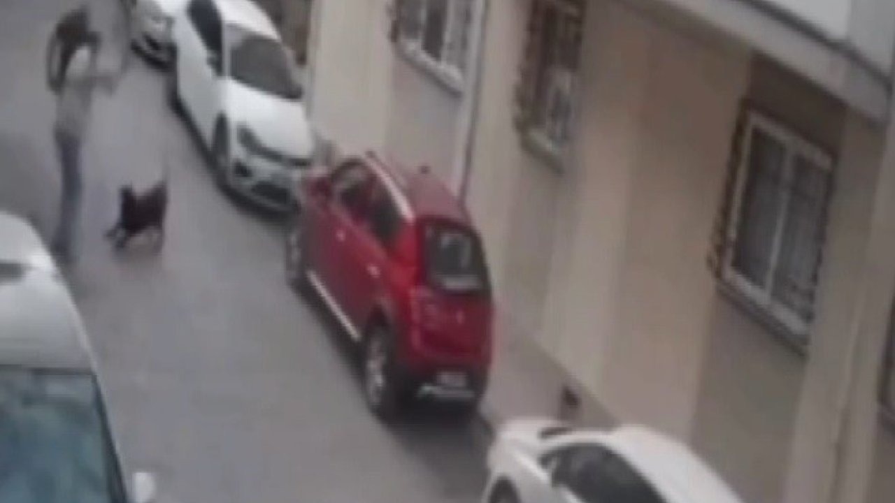 İzmir’de köpeğe kemerli şiddet