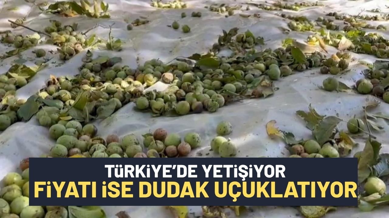 Kilosu 600 liraya kadar çıkıyor: Ünü dünya çapında, hasat başladı