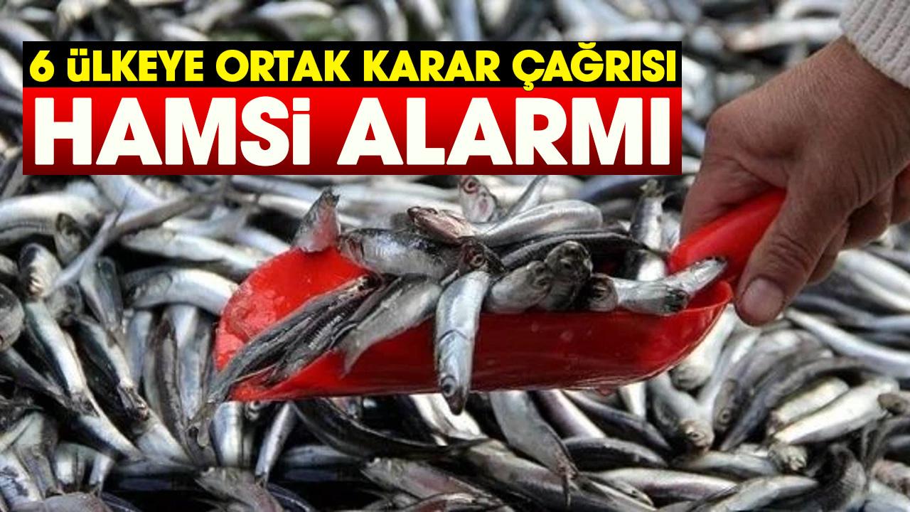 Osman Samsun'dan Hamsi alarmı!