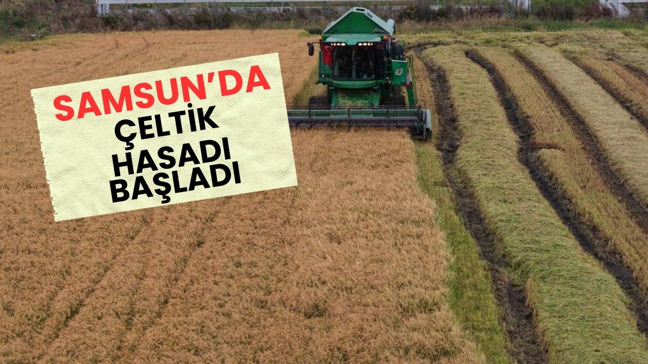 Samsun Bafra Ovası'nda çeltik hasadı başladı