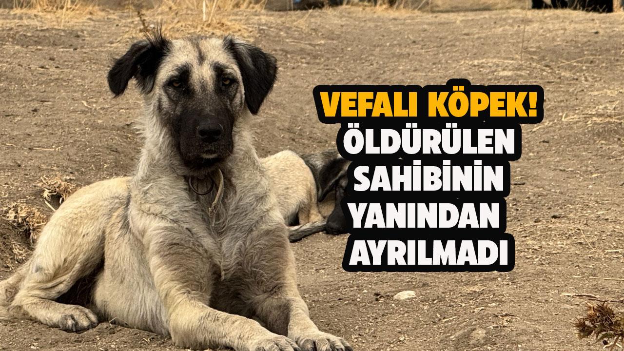 Vefalı köpek! Öldürülen sahibinin yanından ayrılmadı