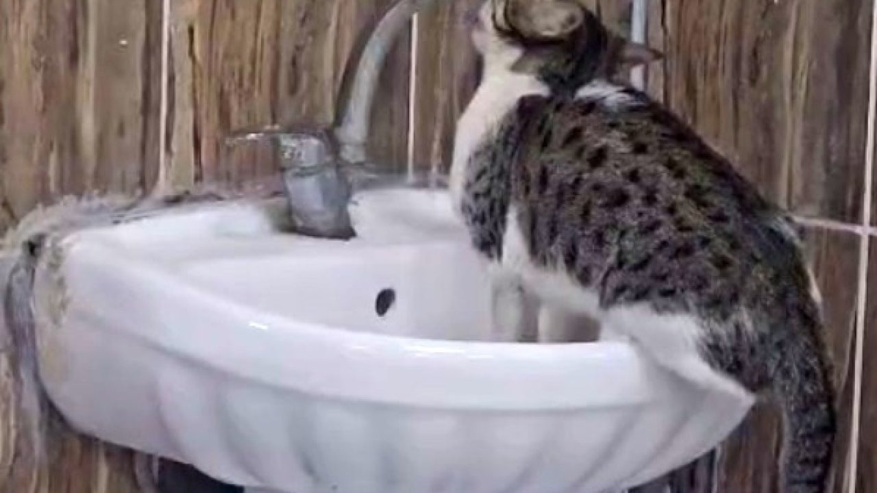 Acil serviste lavaboya çıkan kedi musluğu açıp su içti