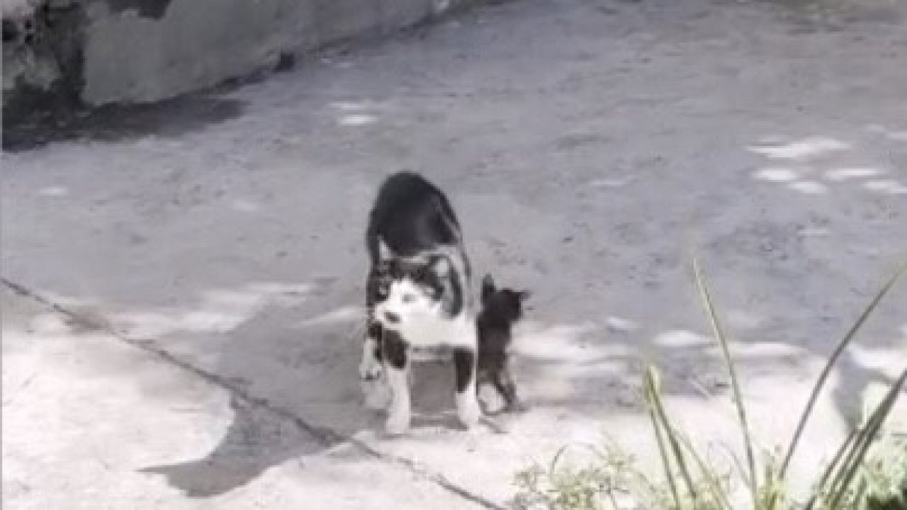 Anne kedinin çukur başındaki nöbeti duygulandırdı