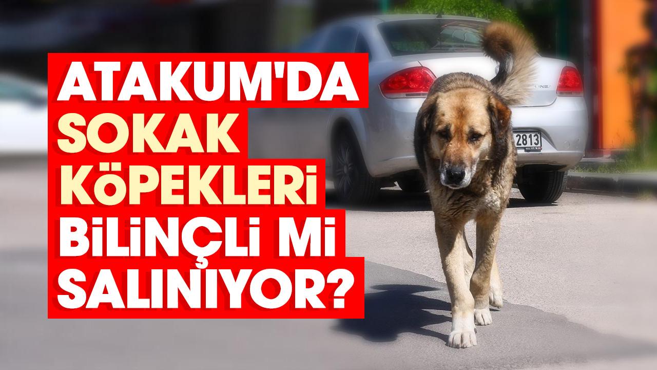 Atakum'da sokak köpekleri bilinçli mi salınıyor?