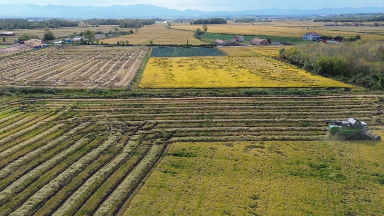 Bafra’da çeltik hasadı sürüyor