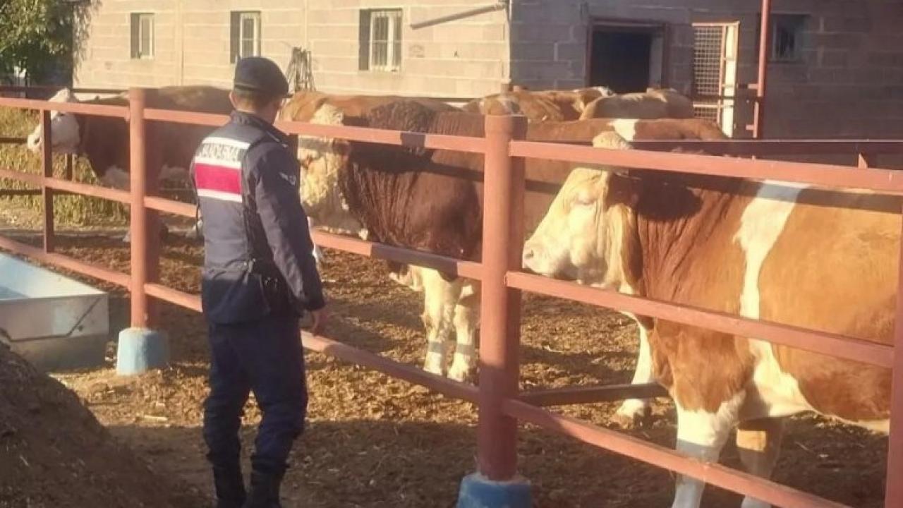 Boğanın ağır yaraladığı yaşlı adam öldü