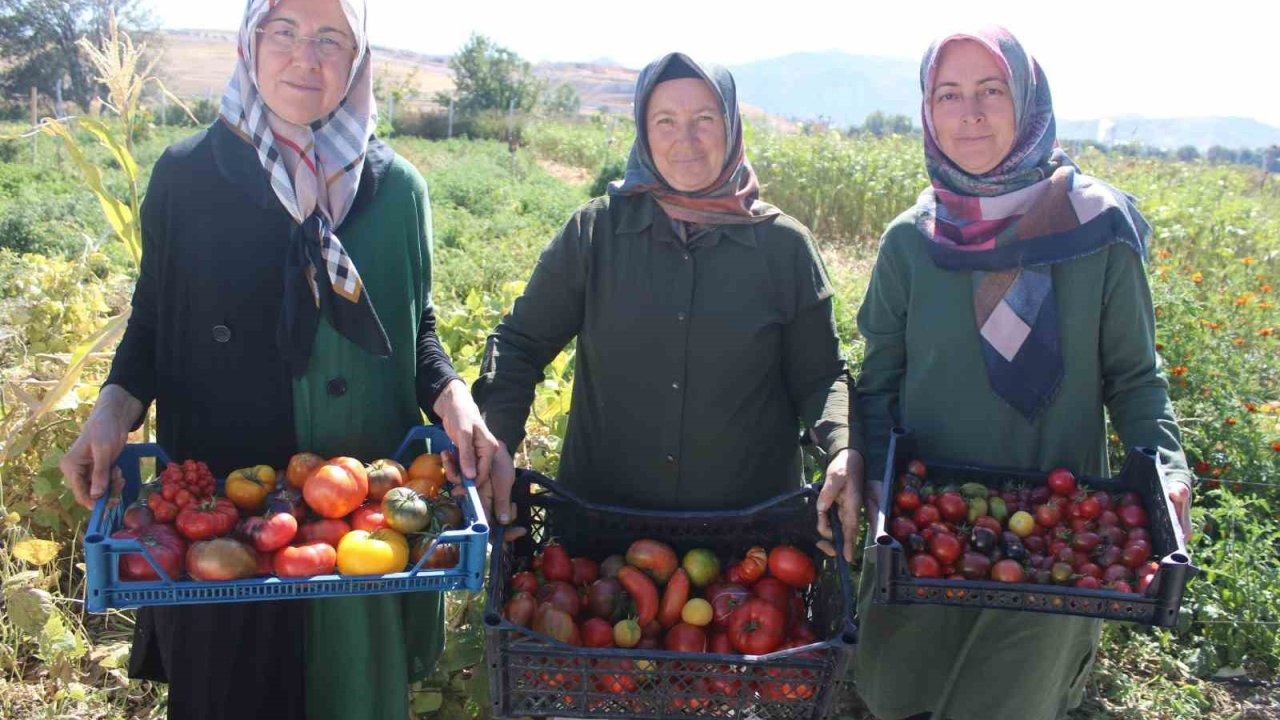 Bu bahçede 55 çeşit domates, 22 çeşit biber üretiliyor