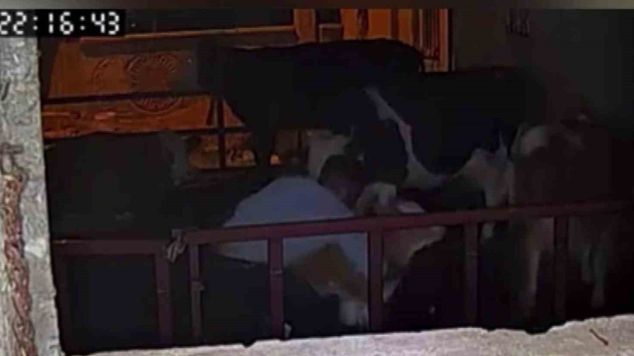 Buzağıyı kucaklayarak çaldılar