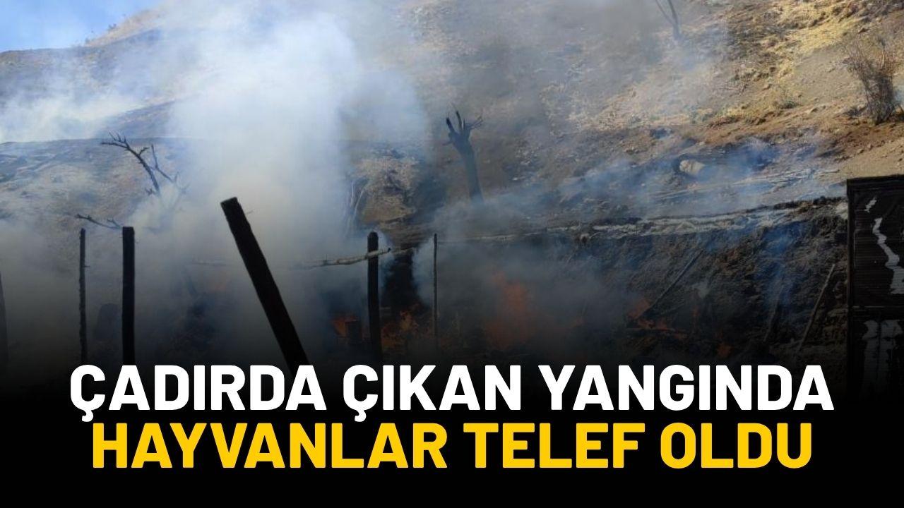Çadırda çıkan yangında hayvanlar telef oldu
