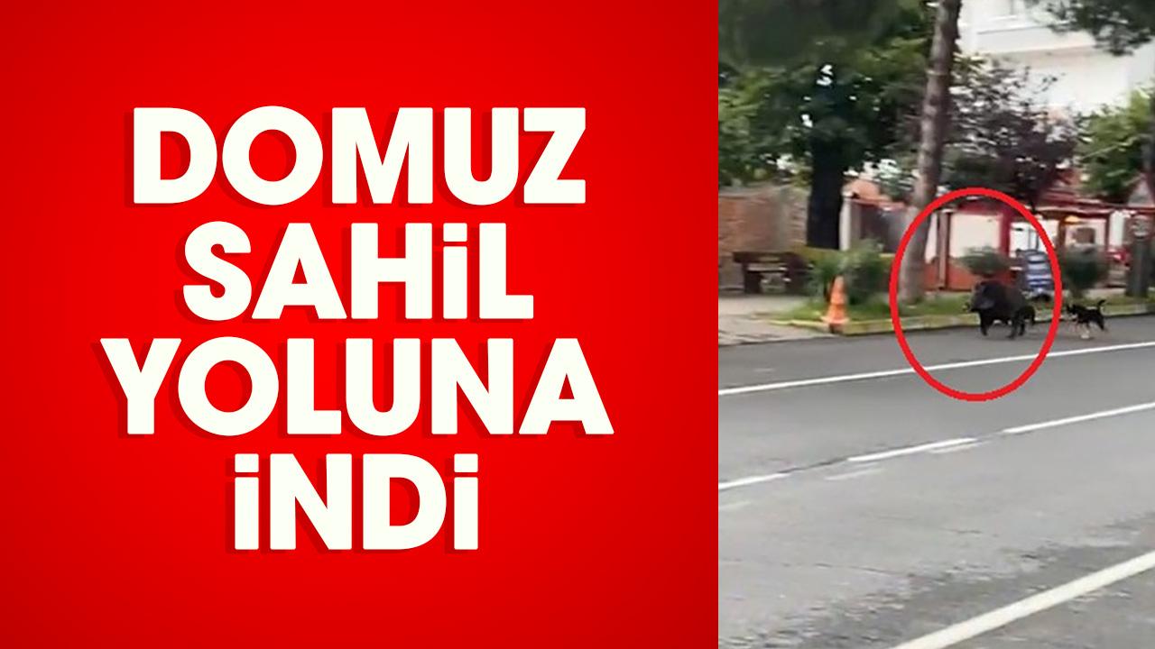 Domuz sahil yoluna indi